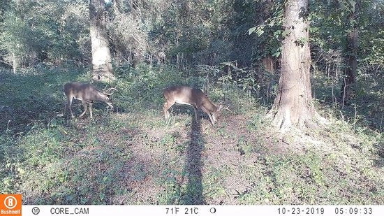 Cassa da campo 30 MP Senza Luce - Trailcamera con doppio sensore per giorno e notte, robusta e impermeabile