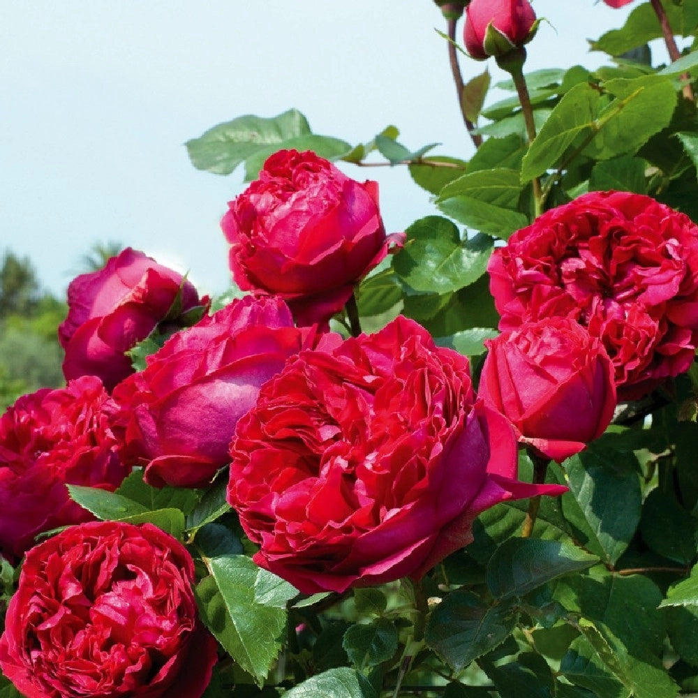 Pianta ROSA BREVETTATA ERIC TABARLY ® RAMPICANTE rosso MEILLAND  in vaso 20 cm AMDGarden