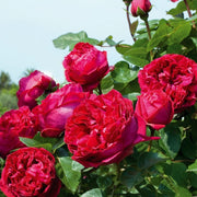 Pianta ROSA BREVETTATA ERIC TABARLY ® RAMPICANTE rosso MEILLAND  in vaso 20 cm AMDGarden