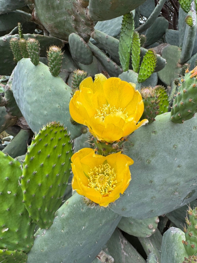OPUNTIA INDICA (FICO D'INDIA) SENZA SPINE VASO 24
