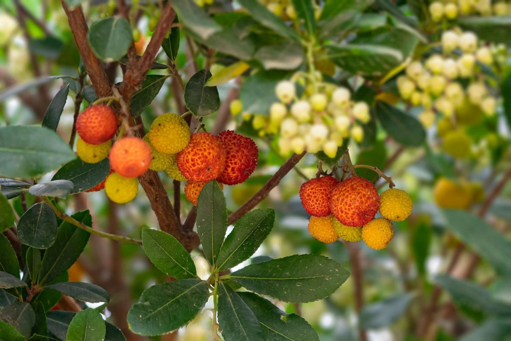 ARBUTUS UNEDO (CORBEZZOLO) VASO 24
