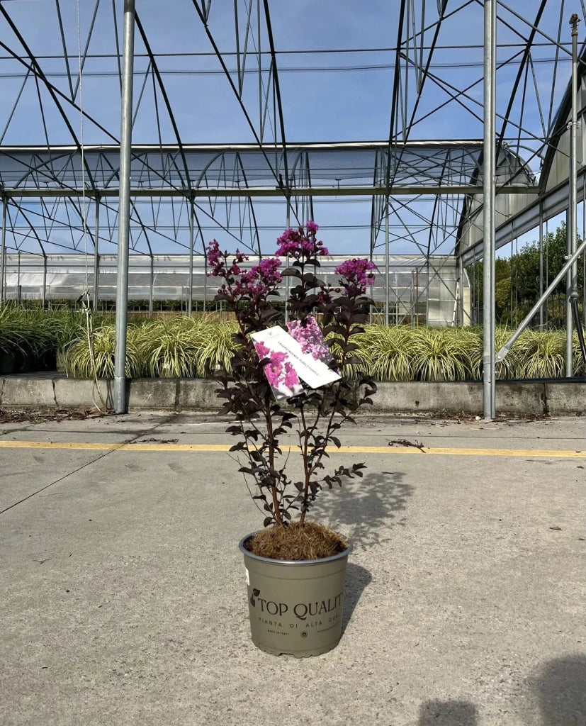 Gardenaria Lagerstroemia indica 'Black Solitaire Purely Purple' - Arbusto ornamentale da giardino Altezza: 40/60 cm (vaso19)