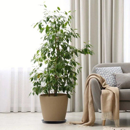 Set di sostegni rotondi da 10 - Sostegni per piante - Sostegni in plastica - Sostegni con etichette - Sostenibili - Imprermeabili - Sostegni per vaso di fiori