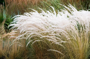 Gardenaria Stipa ichu - Graminacea ornamentale da esterno Altezza: 40 cm (vaso 17)