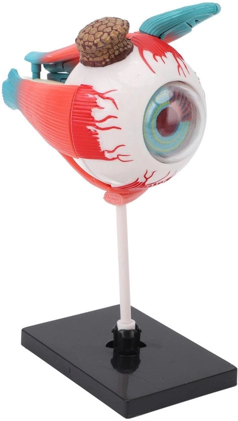 Modello Anatomico dell'Occhio - Dettagliato e Educativo - Strumento di Apprendimento - Sfera dell'Occhio - Progettazione Leggera e Duratura - Modello Rimovibile - Base Solida - Modello Anatomico dell'Occhio