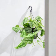 Gardenaria Scindapsus pictus 'Trebie' - Pianta da interno ornamentale Altezza: 30 cm (vaso 15)