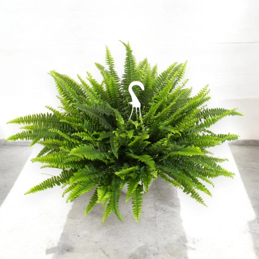Gardenaria Nephrolepis exaltata 'Sonata' - Pianta da interno ornamentale Altezza: 55 cm (vaso 19)