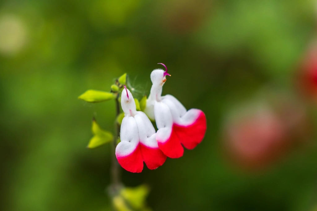 SALVIA ROEMERIANA BIANCO-ROSATO VASO 24