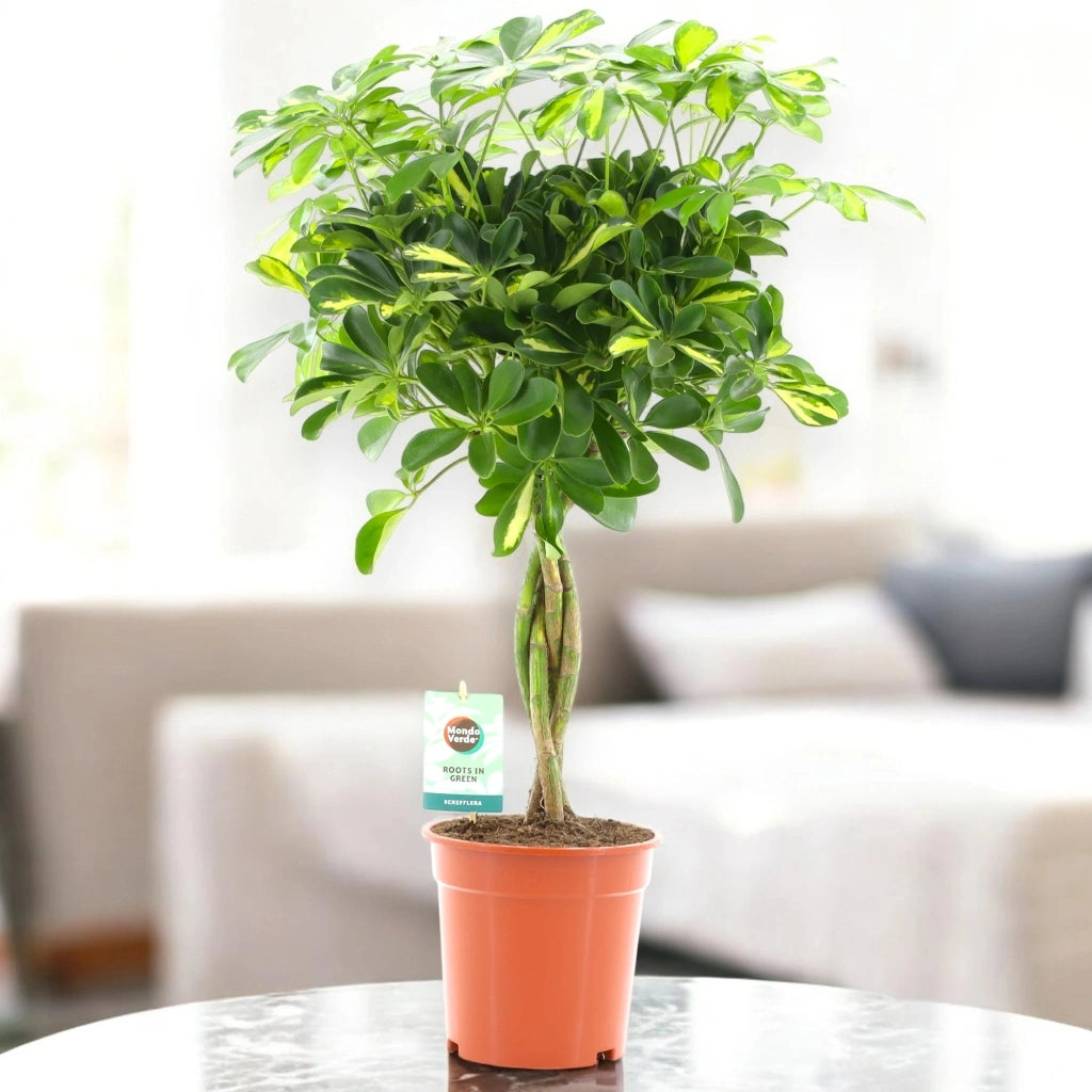 Gardenaria Schefflera arboricola 'Gold capella' alberello - Pianta da interno ornamentale Altezza: 130 cm (vaso 30)