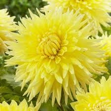 Bulbi di Dalia Deepest Yellow / Golden Sceptre Gialla