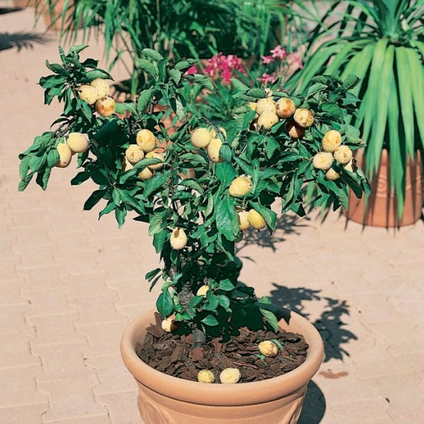 Susino nano 130 cm foto reali pianta da frutto, nano, pianta da vaso