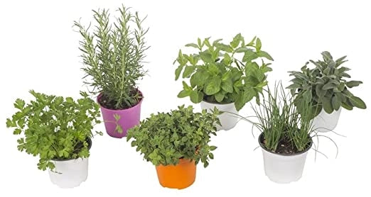 6 PIANTINE MIX AROMATICHE in vaso 14cm