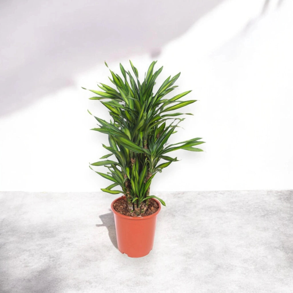 Gardenaria Dracaena fragrans 'Riki' - Pianta da interno ornamentale Altezza: 140 cm (vaso 30)