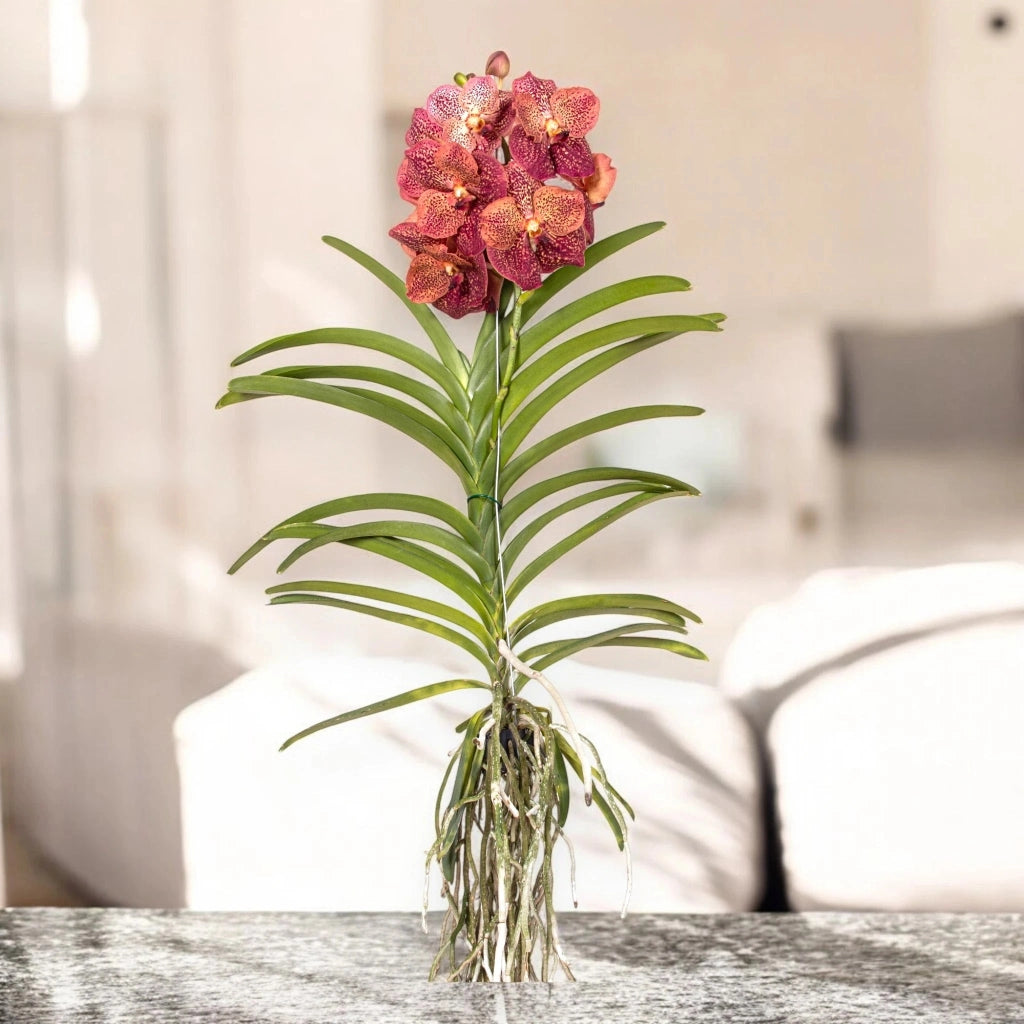 Gardenaria Vanda 'Leopard Coral' - Pianta da interno ornamentale Altezza: 80 cm (vaso 15)
