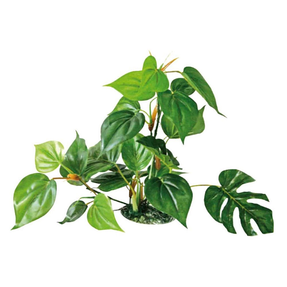 Wave Decor Anubias Dimensioni: 30 cm