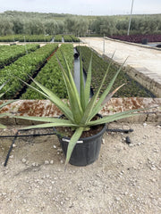 Agave Angustifolia Vaso 60 cm Pianta Grassa Mediterranea Sempreverde