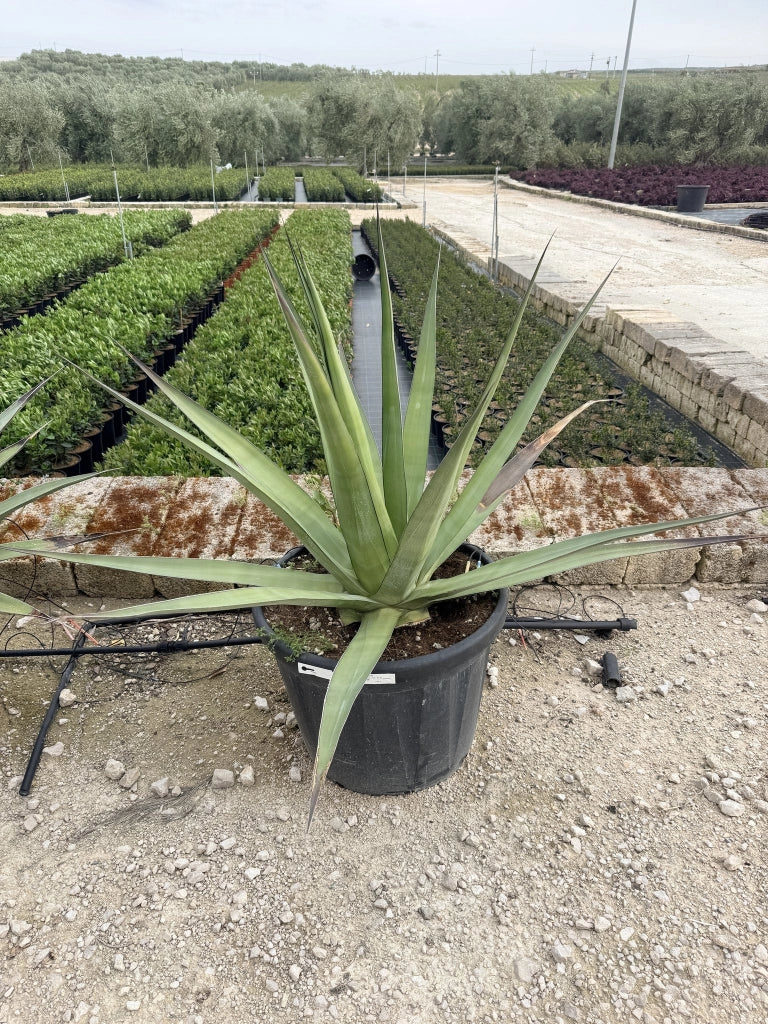 Agave Angustifolia Vaso 60 cm Pianta Grassa Mediterranea Sempreverde