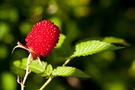 Rubus illecebrosus Lampone Fragola – Frutti rossi ornamentali