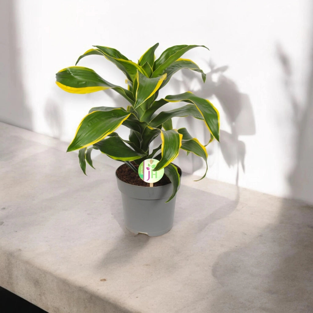Gardenaria Dracaena fragrans 'Dorado' - Pianta da interno ornamentale Altezza: 130 cm (vaso 24)