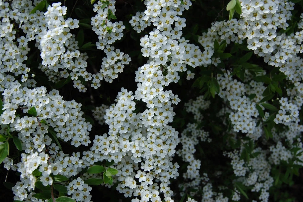 Gardenaria Spirea - Spiraea thunbergii - Arbusto ornamentale da giardino Altezza: 50/70 cm (vaso19)