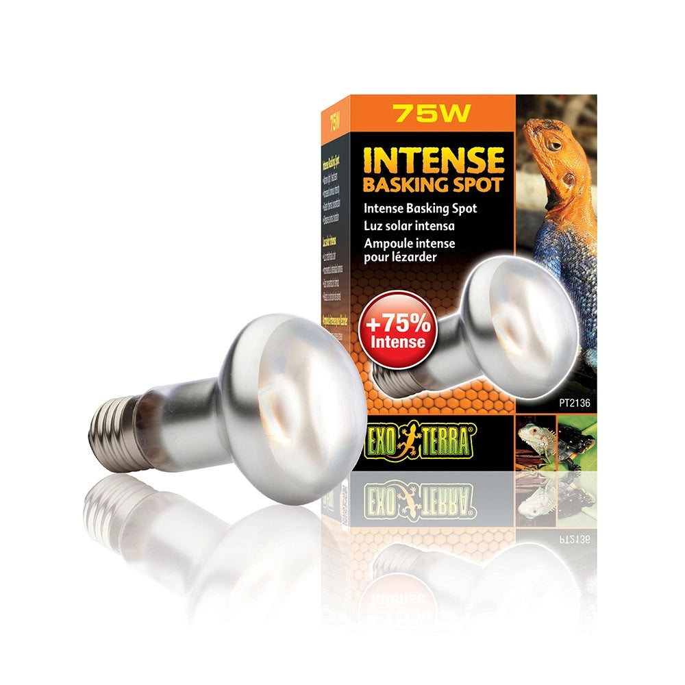 ExoTerra Intense Basking Spot - lampada per terrari a luce concentrata Wattaggio Riscaldatori e lampade terrario: 75W
