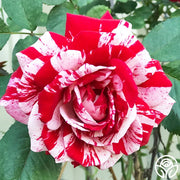Rosa Scentimental: striature uniche e profumo intenso per giardini vivaci