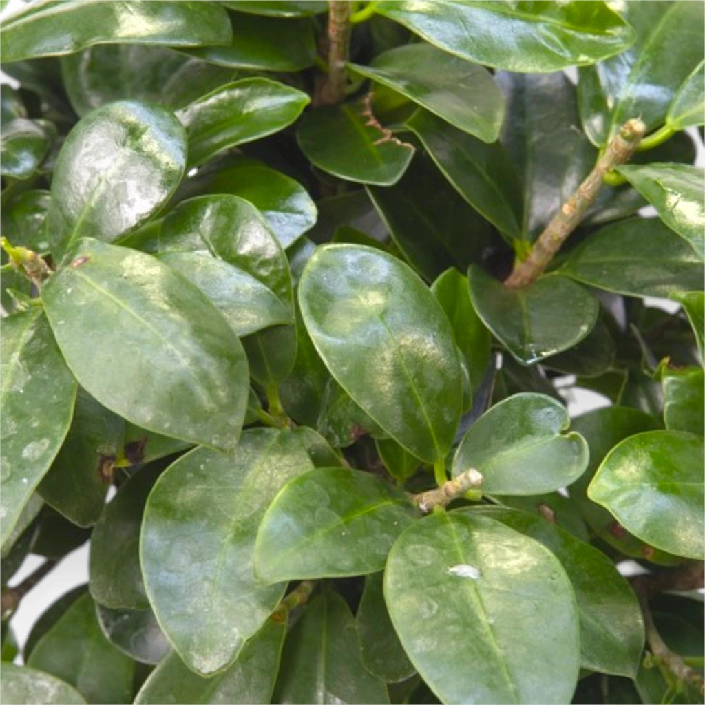 Gardenaria Ficus microcarpa 'Ginseng' bonsai - Pianta da interno ornamentale Altezza: 30 cm (vaso 12)