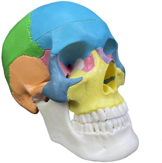 Scheda Anatomica Umana Modello 3D - Disegno Removibile - Scala 1/2 - Guida di Studio - Educativo e Dettagliato - Attrezzatura di Studio Medica
