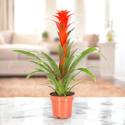 Gardenaria Guzmania 'Calypso' - Pianta da interno ornamentale Altezza: 50 cm (vaso 12)