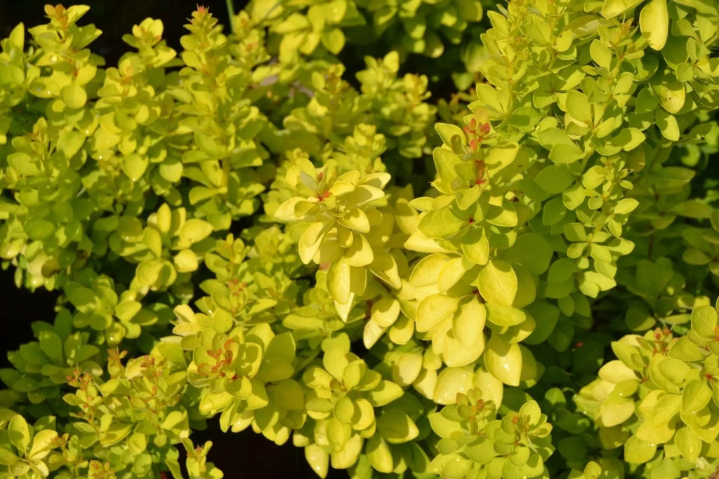 Gardenaria Berberis 'Thunbergii Maria' - Arbusto ornamentale da giardino Altezza: 30/35 cm (vaso19)