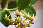 Hoya Cumingiana vaso 10cm foto reali pianta grassa foto reali