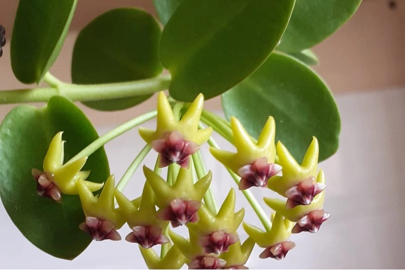 Hoya Cumingiana vaso 10cm foto reali pianta grassa foto reali