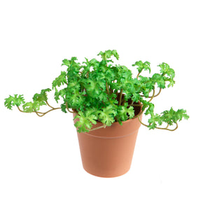 Set 3 Piante di Pelargonium Artificiale in Vaso Composta da 3 Diramazioni Altezza 16 cm Verde