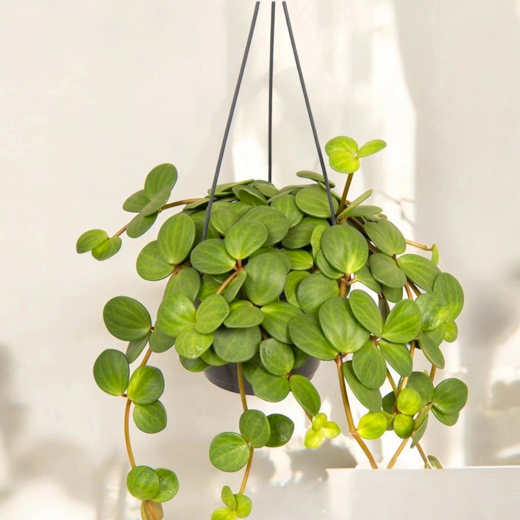 Gardenaria Peperomia tetraphylla 'Hope' - Pianta da interno ornamentale Altezza: 20 cm (vaso 14)