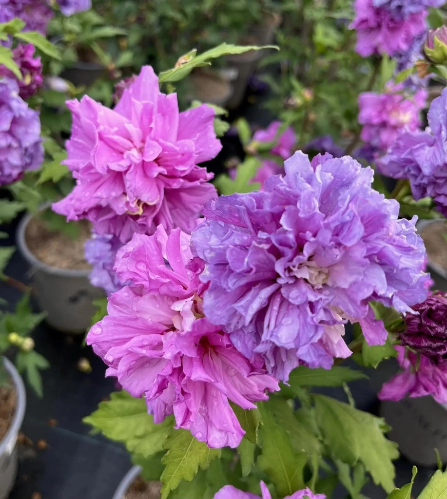 Gardenaria Ibisco - Hibiscus 'Syriacus French Cabaret Purple' - Arbusto ornamentale da giardino Altezza: 40/60 cm (vaso19)