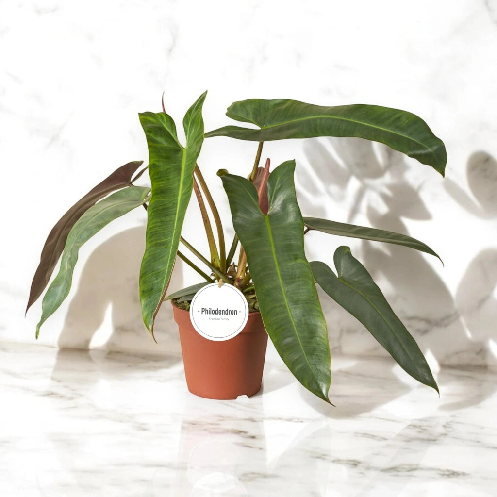 Gardenaria Philodendron atabapoense - Pianta da interno ornamentale Altezza: 30 cm (vaso 12)