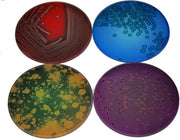 Set di Piatti Petri con Sostegni in Vetro - 4 pezzi - 10 cm - Cadeau per la Scienza - Materiali di Laboratorio di Chimica