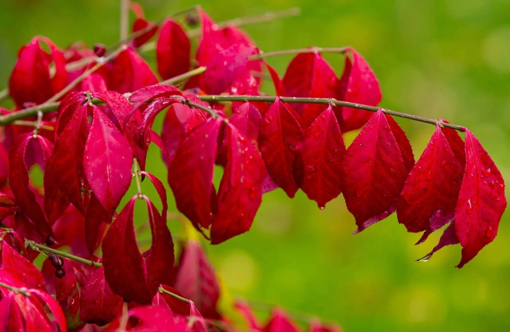 Gardenaria Evonimo - Euonymus 'Alatus' - Arbusto ornamentale da giardino Altezza: 40/60 cm (vaso19)