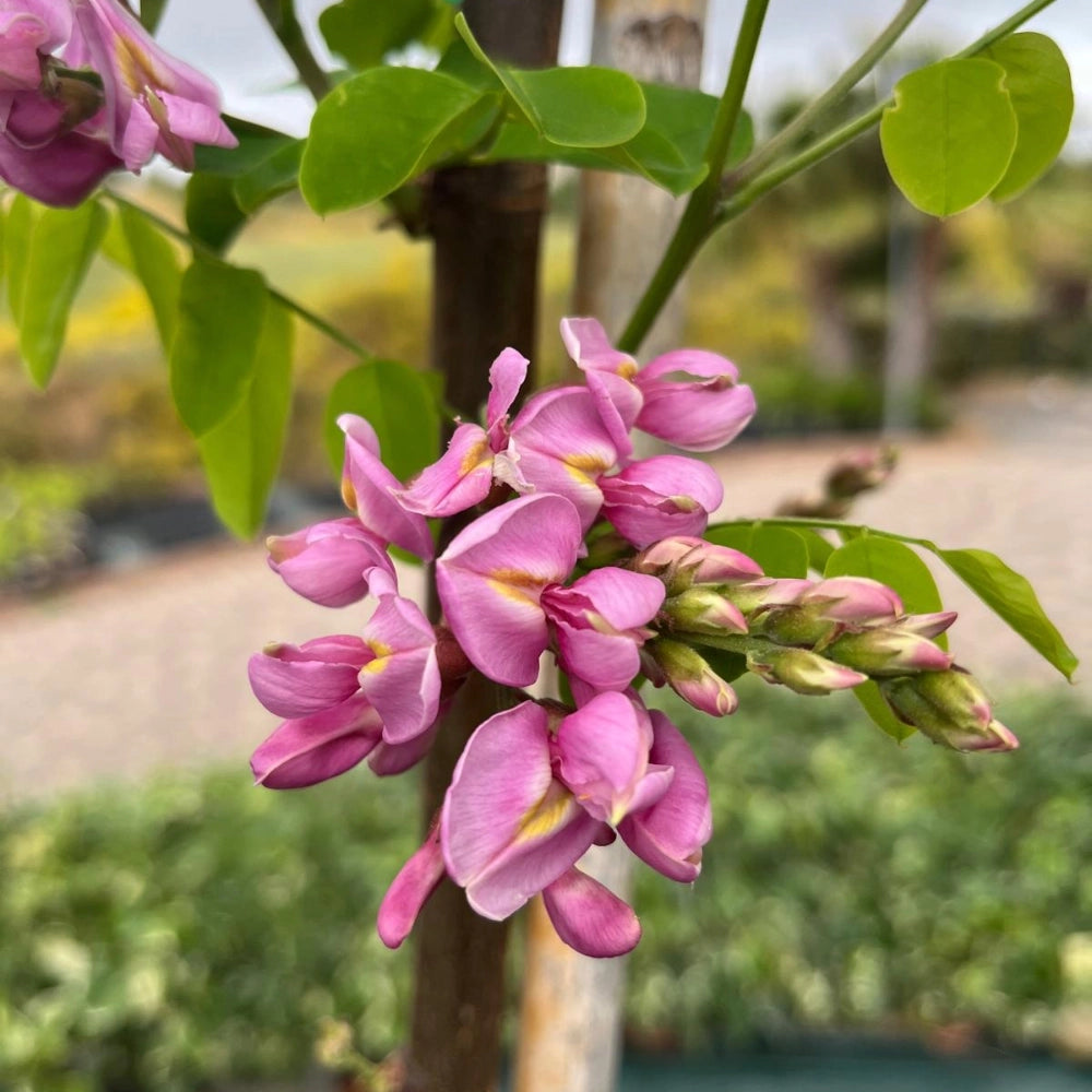 Pianta di acacia Robinia fiore rosso Georgia da Torino in vaso 24 cm AMDGarden
