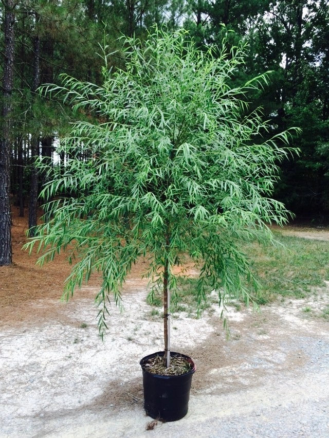 Pianta di Salice Piangente Dorato SALIX BABYLONICA CHRYSOCOMA in vaso 24 cm AMDGarden