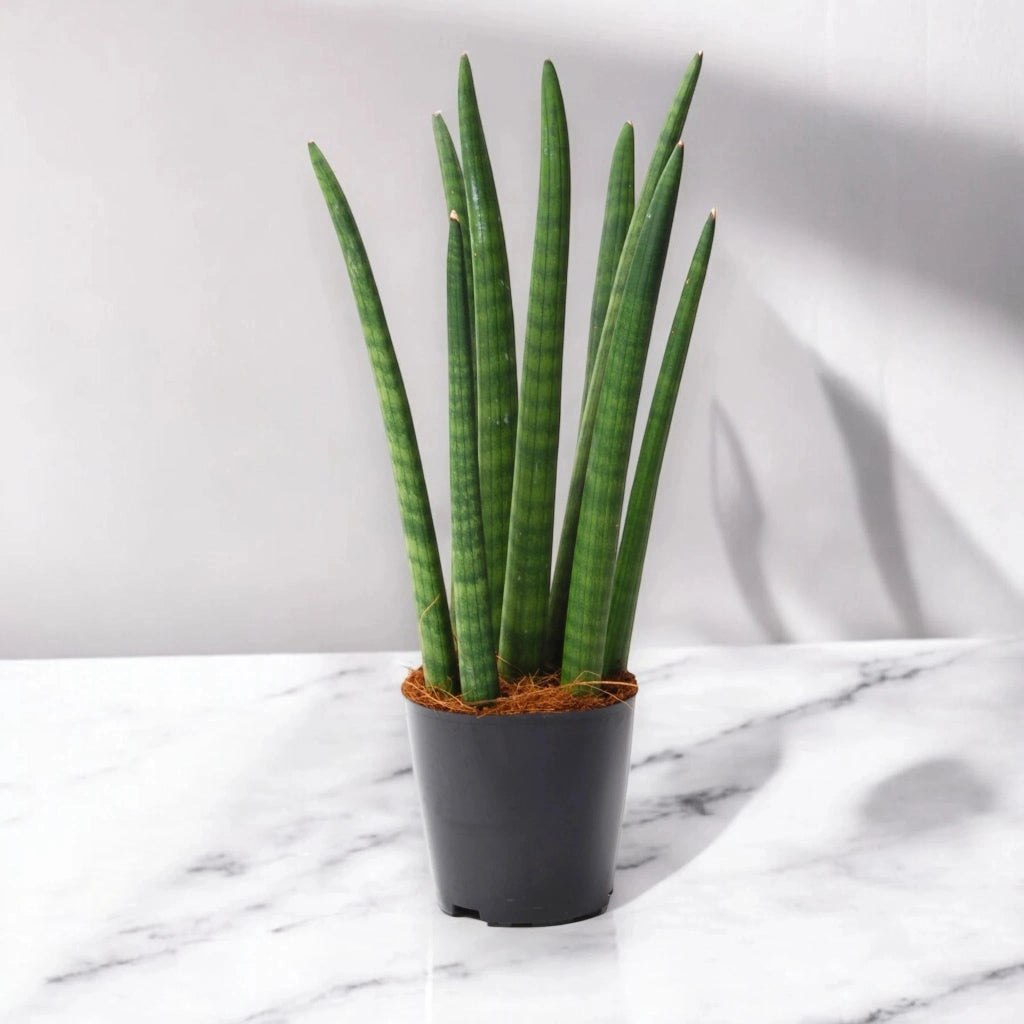 Gardenaria Sansevieria cylindrica 'Spaghetti' - Pianta da interno ornamentale Altezza: 40 cm (vaso 12)