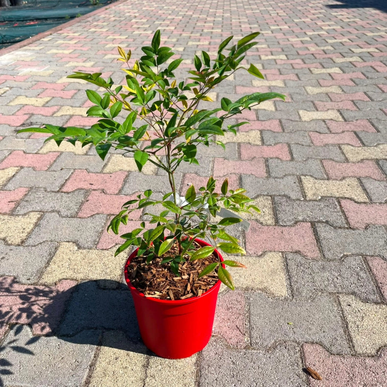 Pianta di Nandina Domestica Bambù Sacro bacche rosse in vaso 18 cm AMDGarden