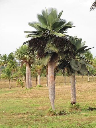 Copernicia gigas H 3,5 m vaso 70 – Palma tropicale gigante a ventaglio palma rara foto reale