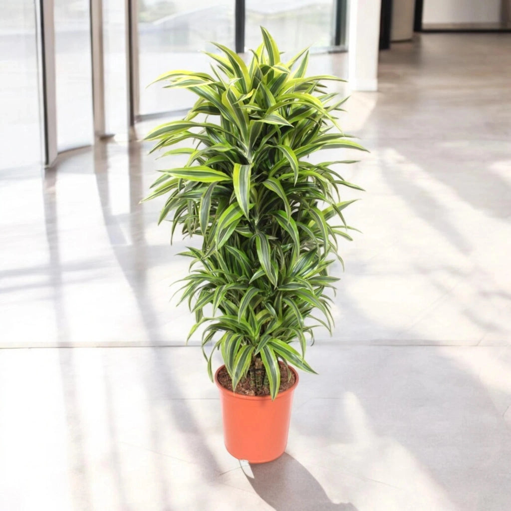 Gardenaria Dracaena fragrans 'Lemon Lime' - Pianta da interno ornamentale Altezza: 180/200 cm (vaso 33)