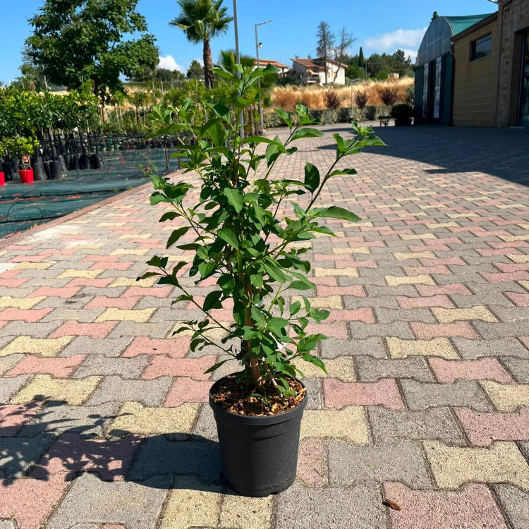 Pianta di Solanum Rantonetti GELSOMINO DEL PARAGUAY CIELO STELLATO h150 CM