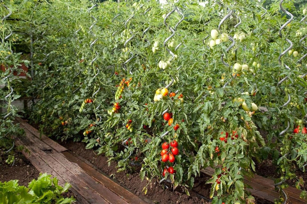 Set 10 Sostegni Tutori a Spirale per Piante Pomodori 150 cm in Acciaio Agrati