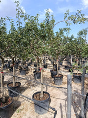 CRATAEGUS AZAROLUS ALB.55 1/2 FUSTO CRF.18/20