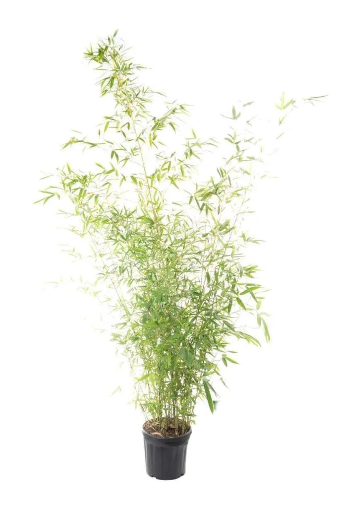 Gardenaria Bambù Dorato - Phyllostachys aurea - Bambù ornamentale da esterno Altezza: 125/175 cm (vaso24)