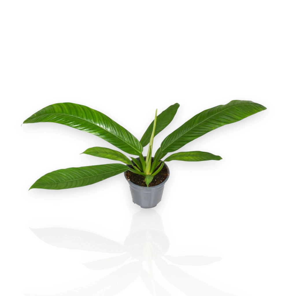Gardenaria Philodendron 'Campii' - Pianta da interno ornamentale Altezza: 40 cm (vaso 14)