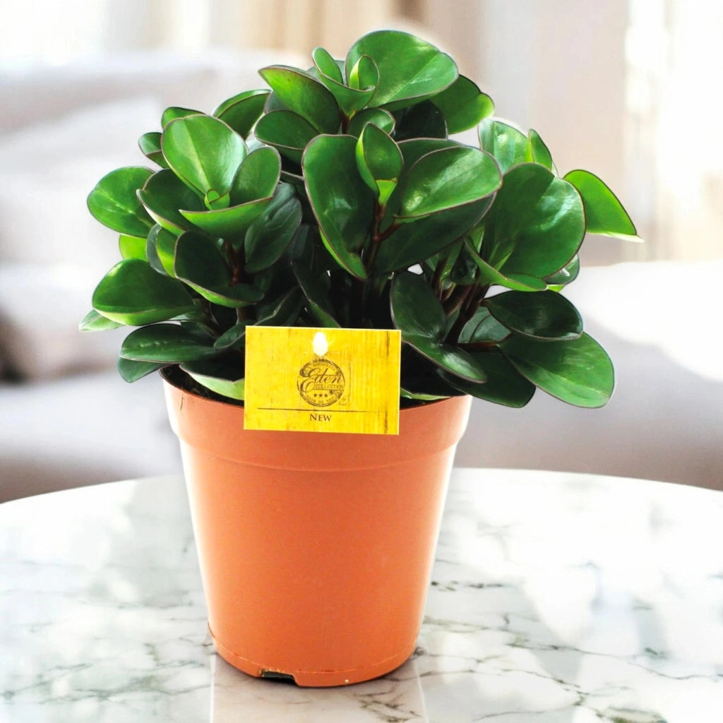Gardenaria Peperomia obtusifolia 'Burning bush' - Pianta da interno ornamentale Altezza: 25 cm (vaso 15)